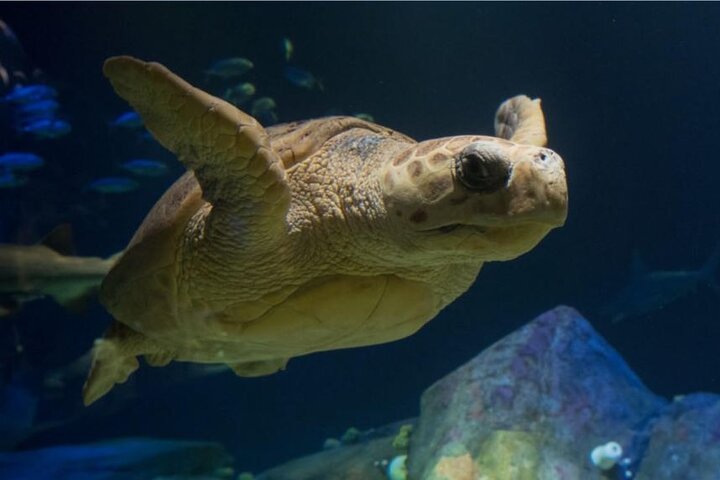 New York Aquarium Admission 